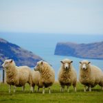 New Zealand 6